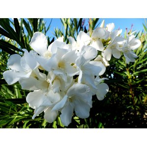 Oleander obyčajný (Nerium oleander)  ´SOEUR AGNES´ - BIELY - výška 40-60 cm, kont. C3L (-10/-12°C)